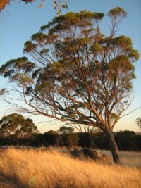 Mt Brown – Picnic & BBQ Area