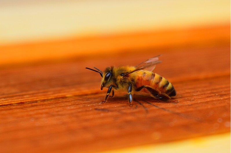 The Amazing Honey Bee